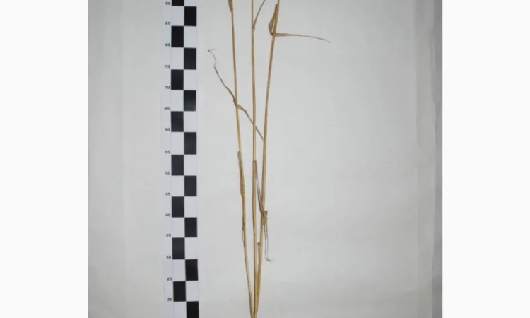 Продажа пшеницы сорта МІП Вишиванка - фото № 3