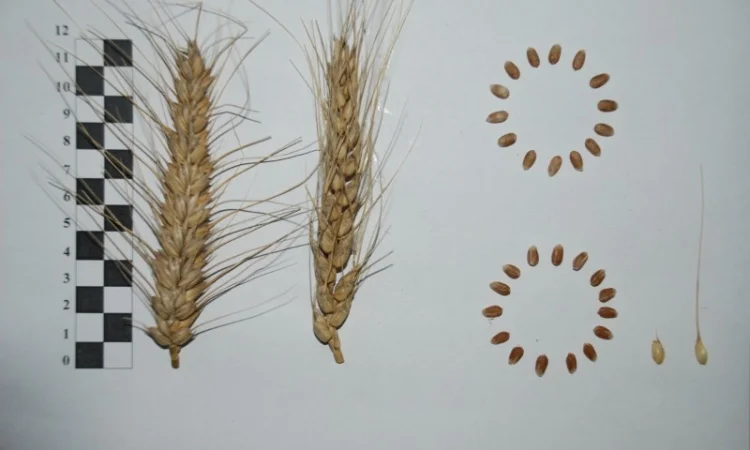 Продажа пшеницы сорта МІП Вишиванка - фото № 4