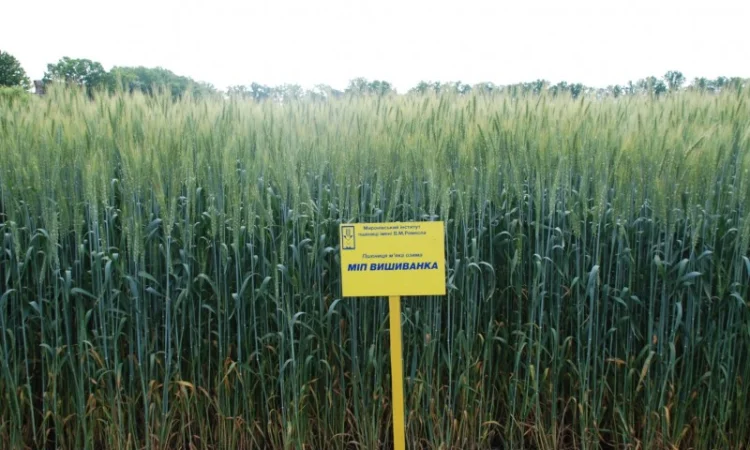 Продажа пшеницы сорта МІП Вишиванка - фото № 5