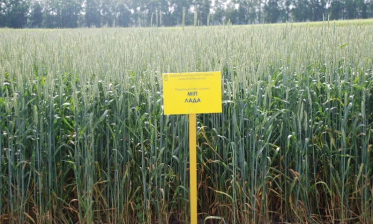 Продаж пшениці МІП Лада - фото № 1