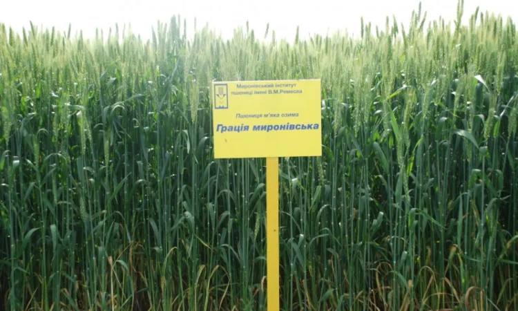 Продажа пшеницы Грация Мироновская - фото № 1