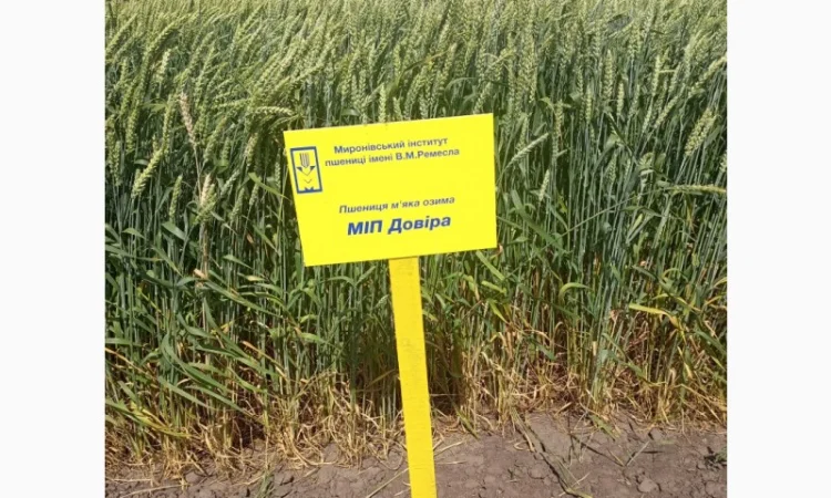 Пшеница МІП Довіра с высокими урожаями - фото № 1