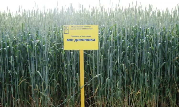 Пшеница МІП Дніпрянка 2018 года - фото № 1