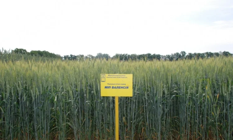 Пшениця МІП Валенсія на продаж - фото № 1