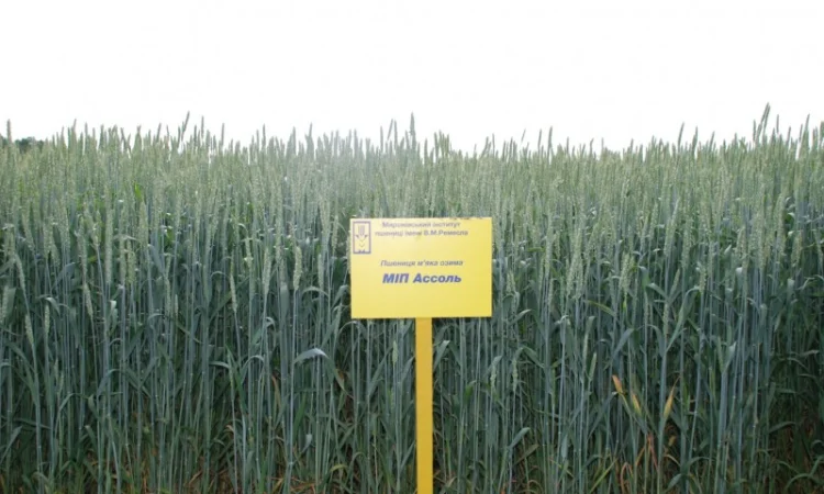 Продается пшеница МІП Ассоль - фото № 1
