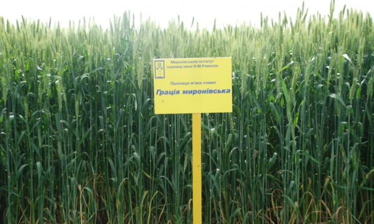 Пшеница мягкая озимая Грація Миронівська на продажу - фото № 1