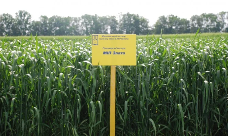 Продається пшениця МІП Злата - фото № 1