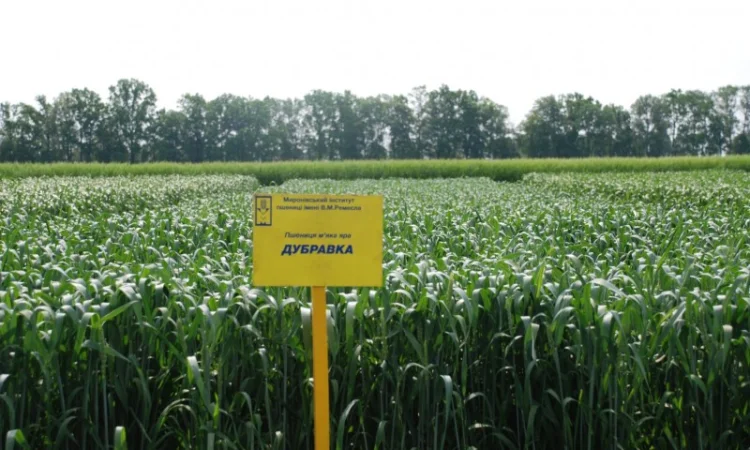 Продаж пшениці МІП Дубравка яра - фото № 2