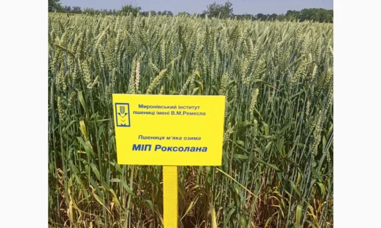 Пшениця м'яка озима МІП Роксолана - фото № 1