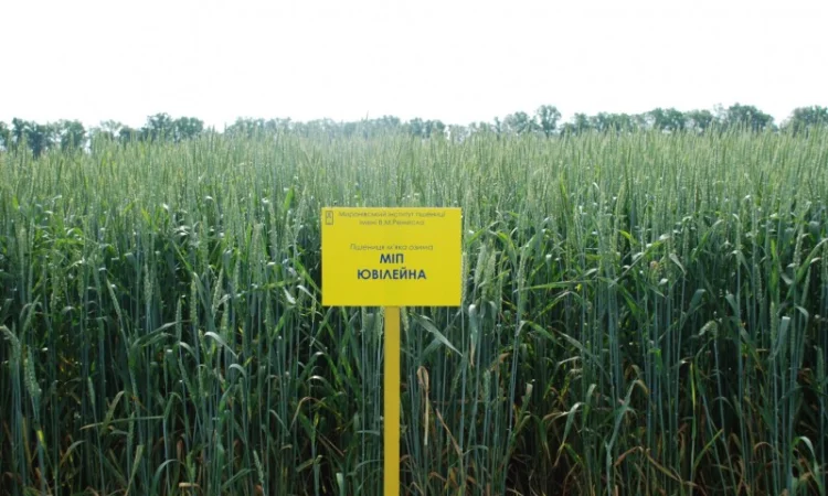 Пшениця МІП Ювілейна на продаж - фото № 1