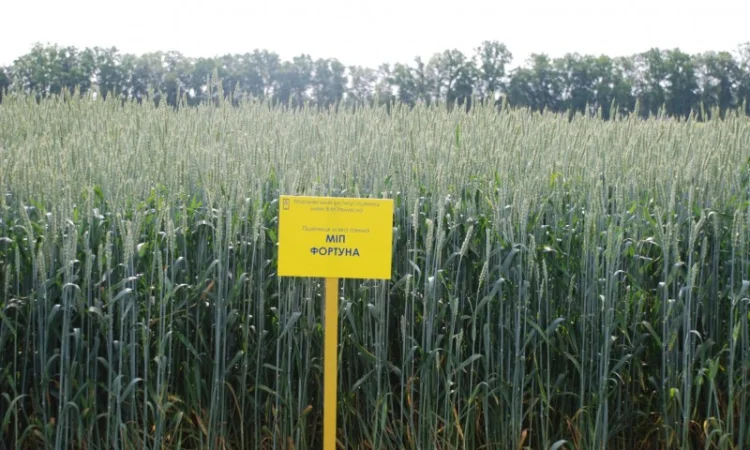 Продаж пшениці МІП Фортуна - фото № 1