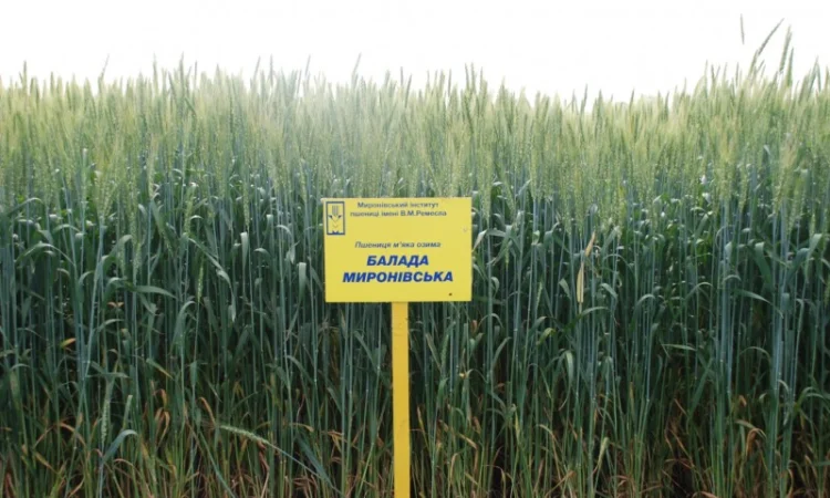 Пшениця м'яка озима Балада на продажу - фото № 1