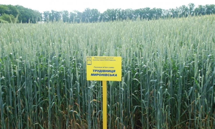 Мягкая озимая пшеница Трудівниця миронівська - фото № 1