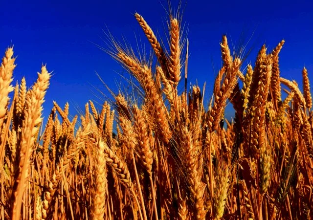 Закупаємо пшеницю 2/3/4 Б/Н і кеш - фото № 1