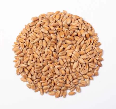 Купівля пшениці 4 класу в Одеса - фото № 1