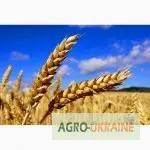 Продажа семян канадской пшеницы сорта Тесла - фото № 1