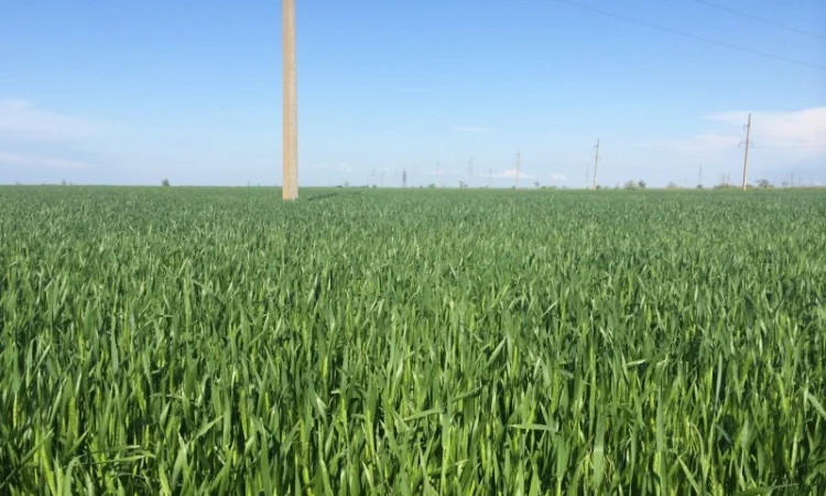 Канадська пшениця озима Толедо на продаж - фото № 1