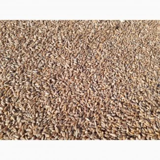 Закупівля пшениці 2 кл. в Чернігові - фото № 1