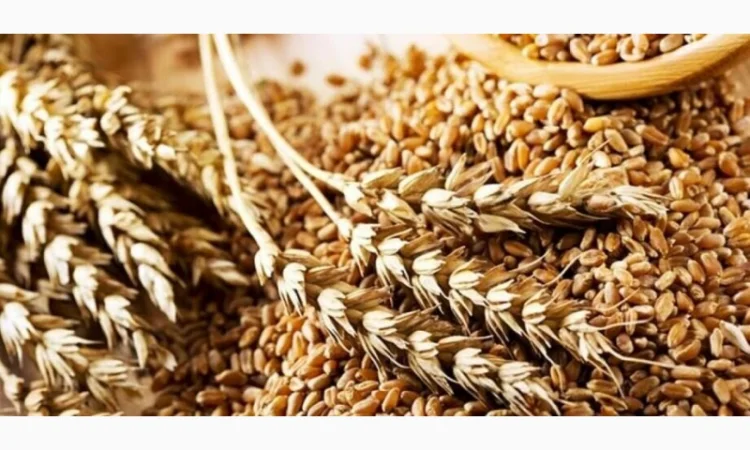 Закупка пшеницы фураж в Полтаве - фото № 3