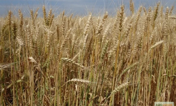 Семена озимої пшениці Мирлена (еліта) у продажу - фото № 1