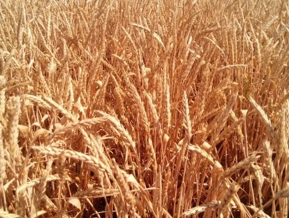 Семена озимої пшениці Повелія на продаж - фото № 1