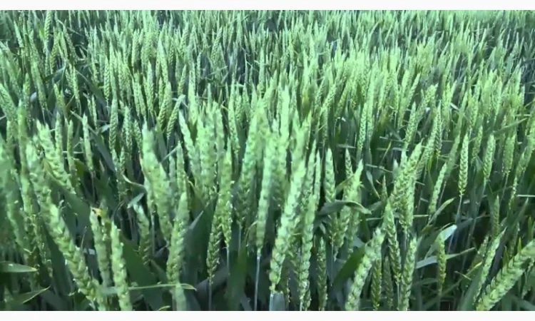 Продажа сорта Леннокс Яровая пшеница - фото № 1