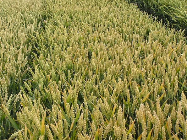 Продаж насіння озимої пшениці Смуглянка - фото № 1