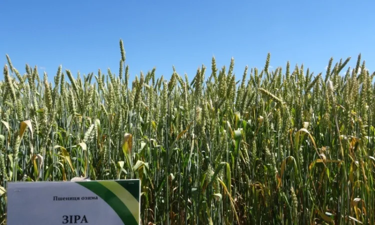 Семена озимой пшеницы Зира элита на продажу - фото № 2