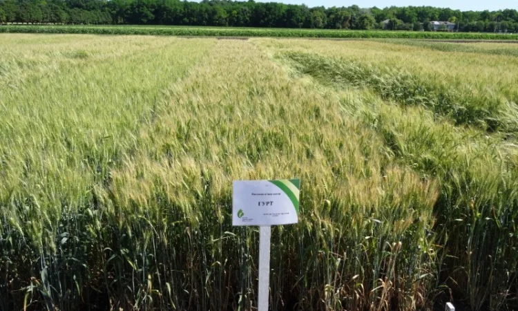 Семена озимої пшениці Гурт (еліта) для продажу - фото № 2