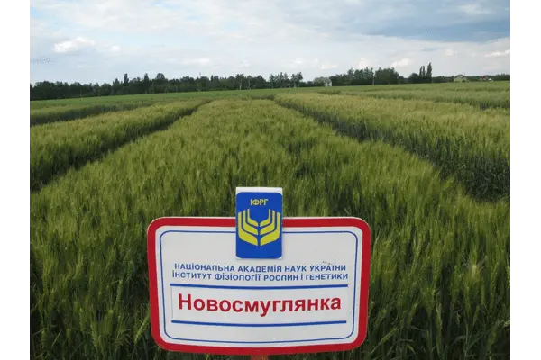 Пшеница Новосмуглянка с потенциалом урожайности 100 ц/га - фото № 1