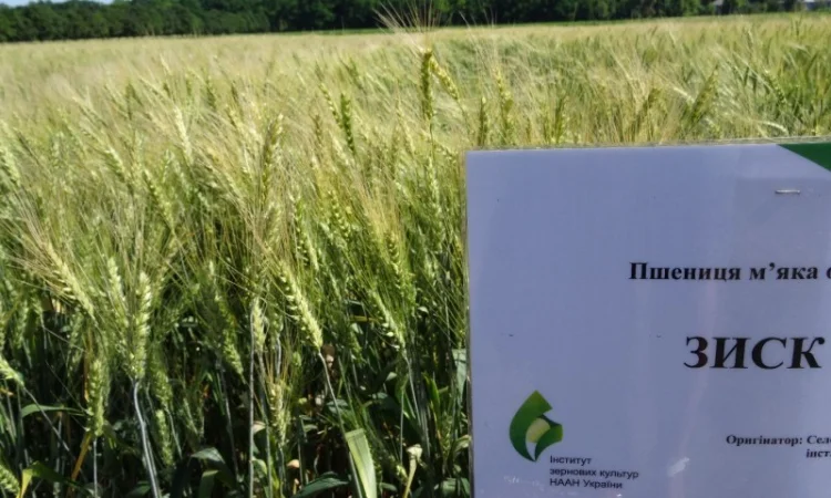 Семена озимой пшеницы Зиск на продажу - фото № 1