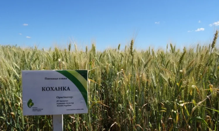 Насіння озимої пшениці Коханка (еліта) на продаж - фото № 1