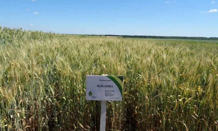 Насіння озимої пшениці Коханка (еліта) на продаж - фото № 2