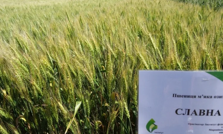 Семена озимої пшениці Славна (еліта) для продажу - фото № 1