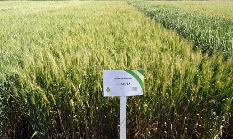 Семена озимої пшениці Славна (еліта) для продажу - фото № 2