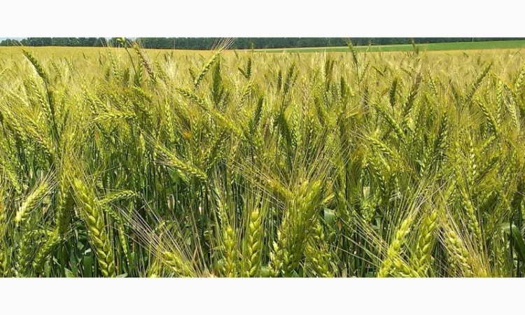 Семена озимої пшениці Ліра Одеська на продажу - фото № 1