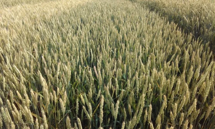 Пшеница МИП Ассоль Элита от Мироновского института - фото № 1