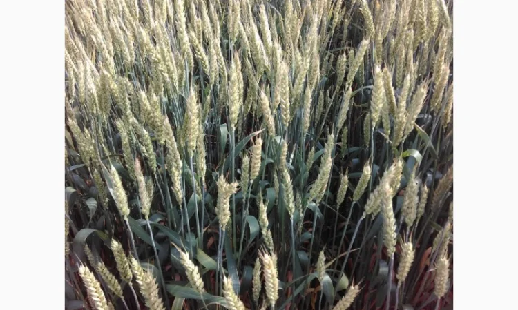 Продається озима пшениця Нота Одеська - фото № 1