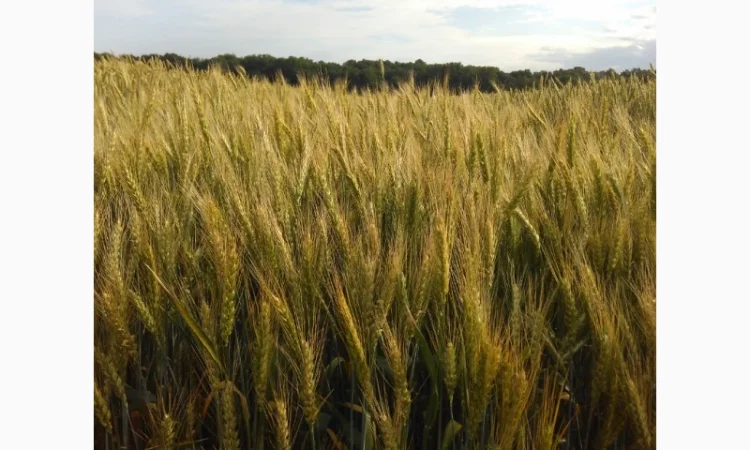 Насіння озимої пшениці Софру на продаж - фото № 1