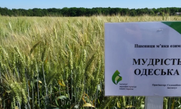 Насіння пшениці Мудрість Одеська на продаж - фото № 1