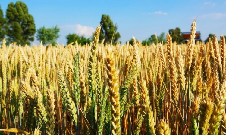 Продажа пшеницы Берегиня Мироновская - фото № 1