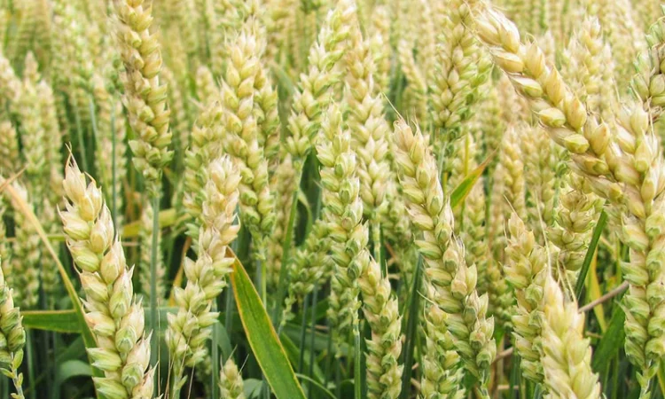 Семена озимої пшениці Журавка Одеська на продаж - фото № 1