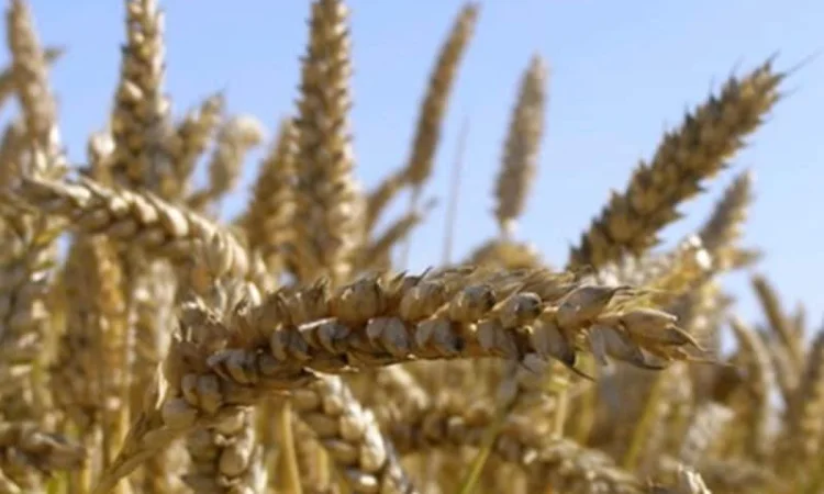 Насіння пшениці Нива Одеська на продаж - фото № 1