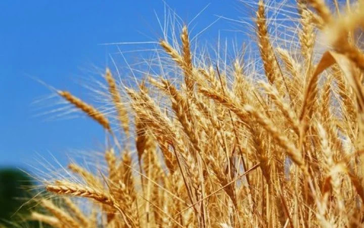 Семена озимої пшениці Пилиповка на продаж - фото № 1