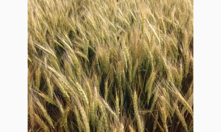 Октава Одесска: продажа озимой пшеницы - фото № 1