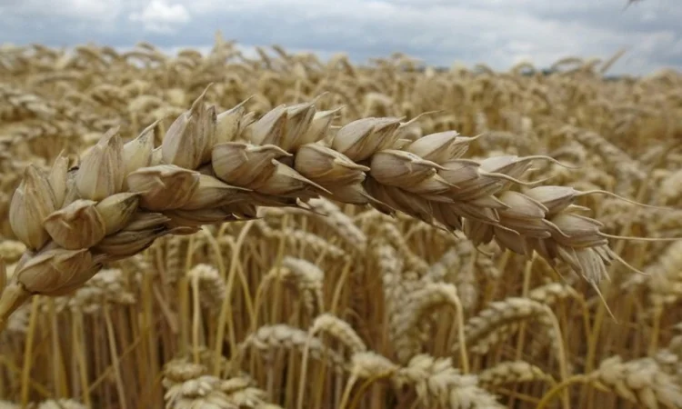 Продаю пшеницю м’яку озиму Вежа миронівська - фото № 1