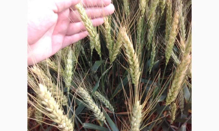 Пшеница мягкая (озимая) с высоким потенциалом урожайности - фото № 1