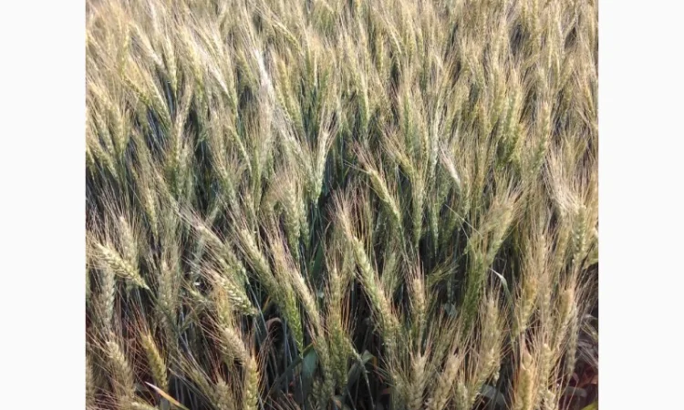 Продажа пшеницы мягкой озимой сорта Эритроспермум - фото № 1