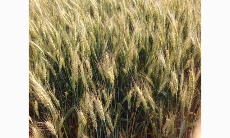 Продаю озиму пшеницю Катруся Одесска - фото № 1