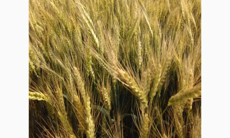 Пшениця м'яка (озима) на продаж - фото № 1